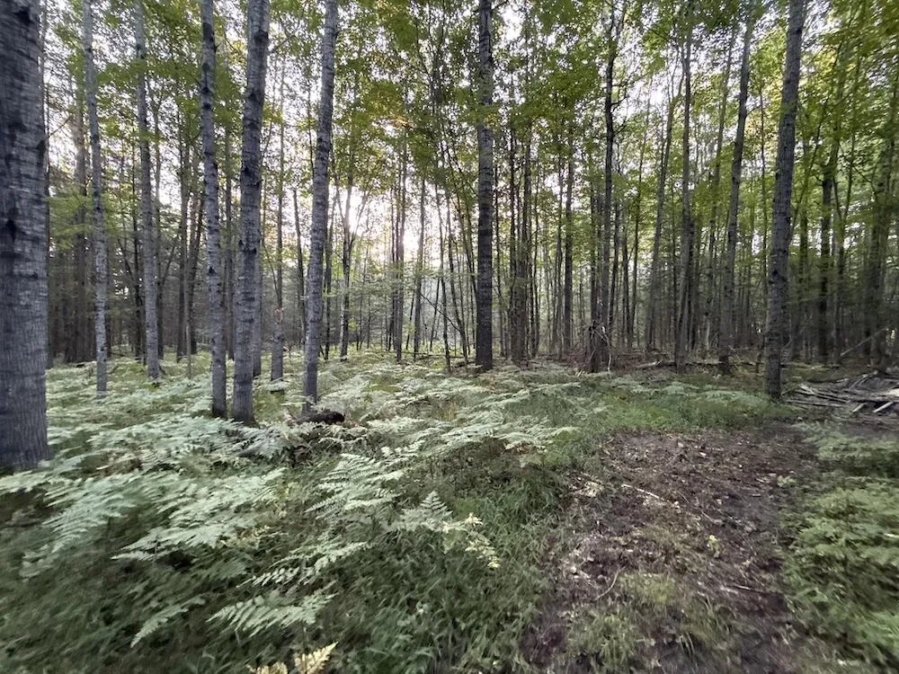 3379 Hehir Trail Lovells Township, MI 49738