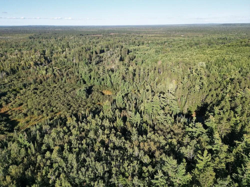 3379 Hehir Trail Lovells Township, MI 49738