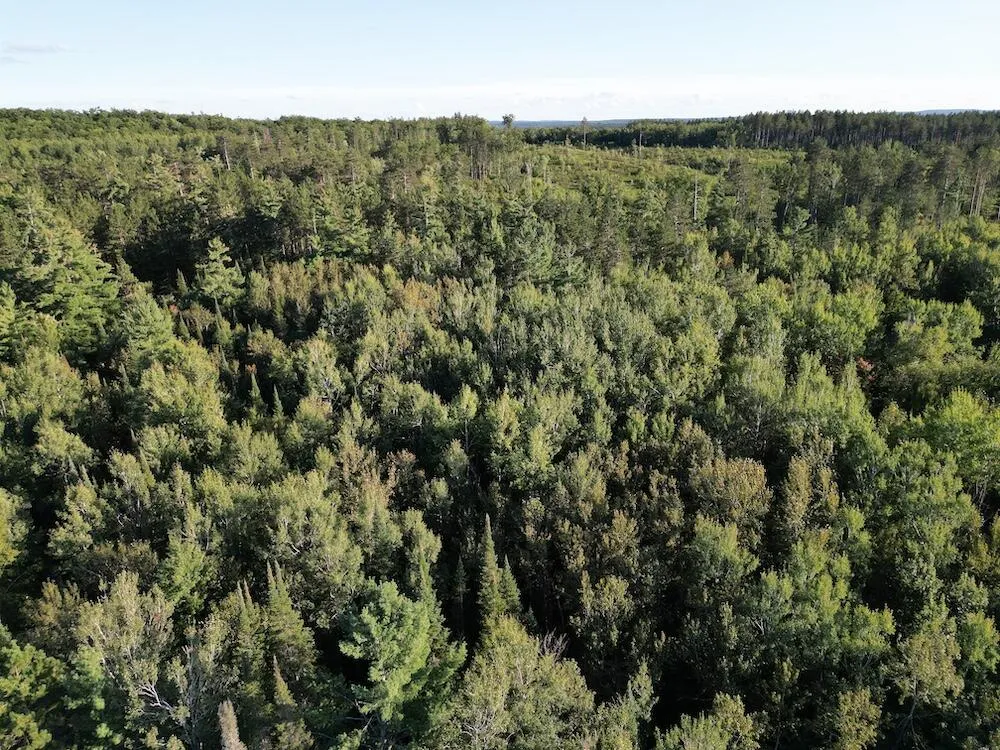 3379 Hehir Trail Lovells Township, MI 49738