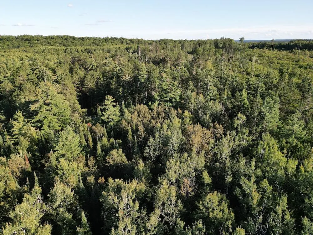 3379 Hehir Trail Lovells Township, MI 49738