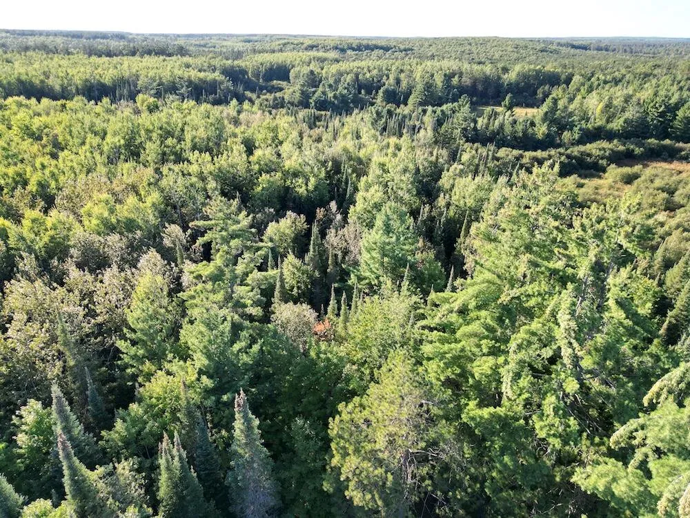 3379 Hehir Trail Lovells Township, MI 49738