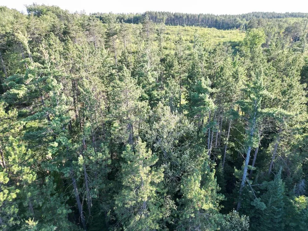 3379 Hehir Trail Lovells Township, MI 49738