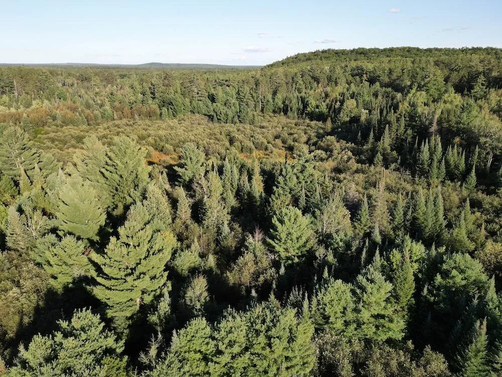 3379 Hehir Trail Lovells Township, MI 49738