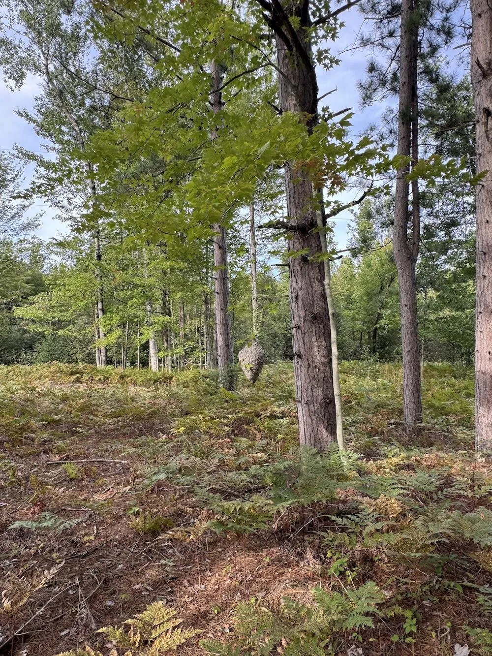 5045 M30 Butman Township, MI 48624