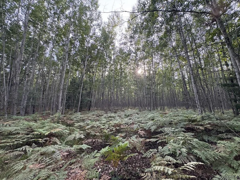 5045 M30 Butman Township, MI 48624