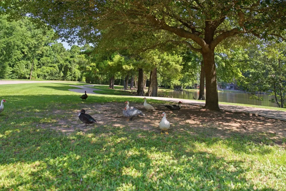 96 E Lakeridge Drive The Woodlands, TX 77381
