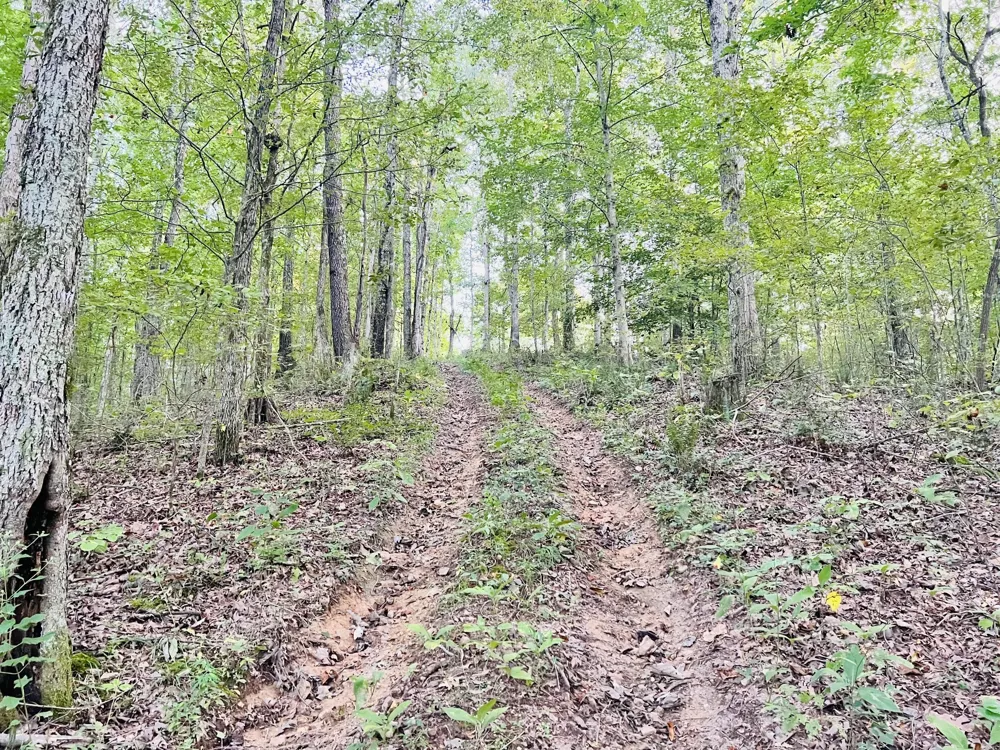 545 Deepwood Drive Waverly, TN 37185