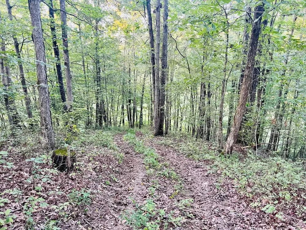 545 Deepwood Drive Waverly, TN 37185