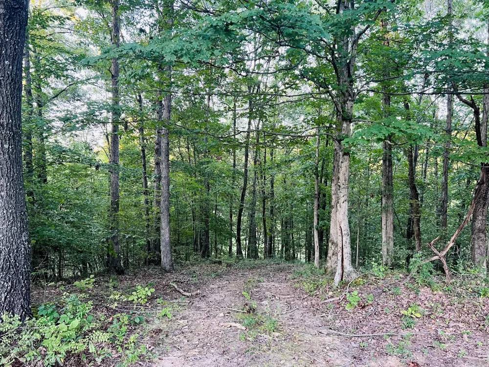 545 Deepwood Drive Waverly, TN 37185