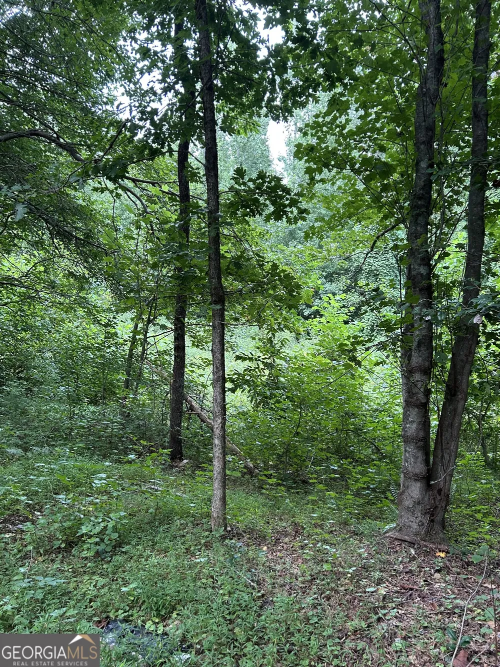 505 Hank Fry RD Clarkesville, GA 30523