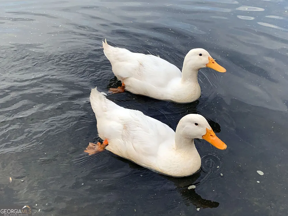 251 Walnut RD Blairsville, GA 30512