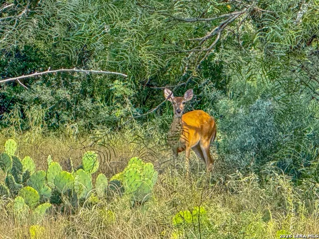 20945 Cactus Rd Eldorado, TX 76936