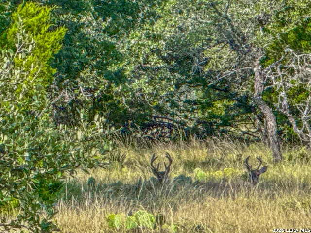 20945 Cactus Rd Eldorado, TX 76936