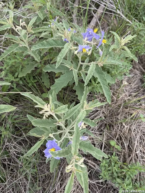 LOT 52 CLEARWATER CANYON RD Bandera, TX 78003
