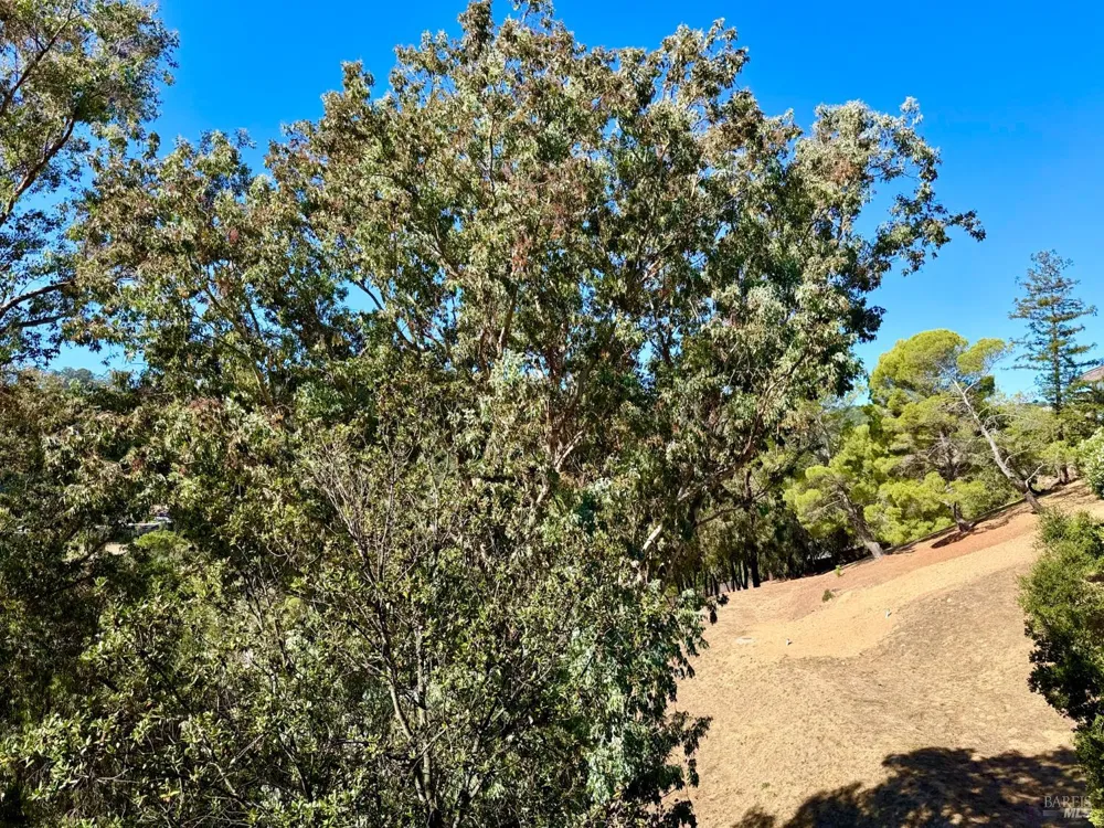 221 El Faisan Drive San Rafael, CA 94903