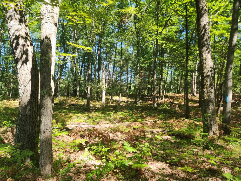 1642 M-37 Peacock Township, MI 49304