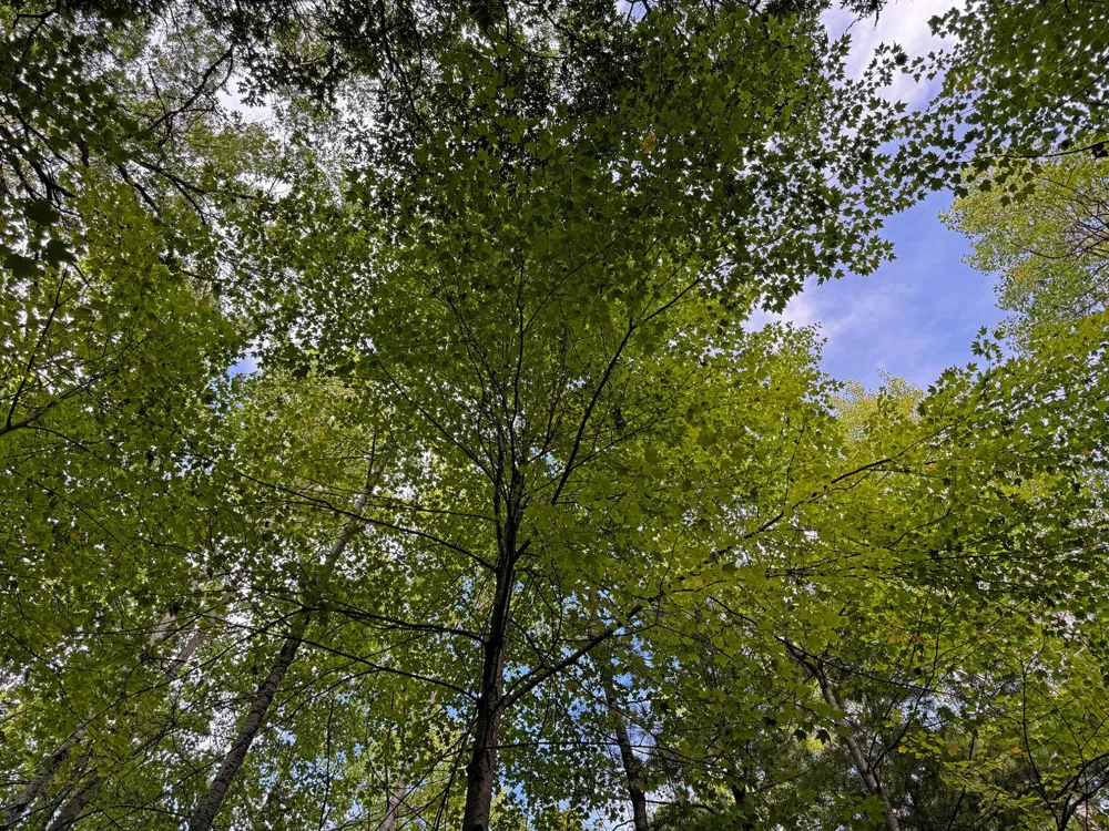 24771 Swede Road Webster, WI 54893