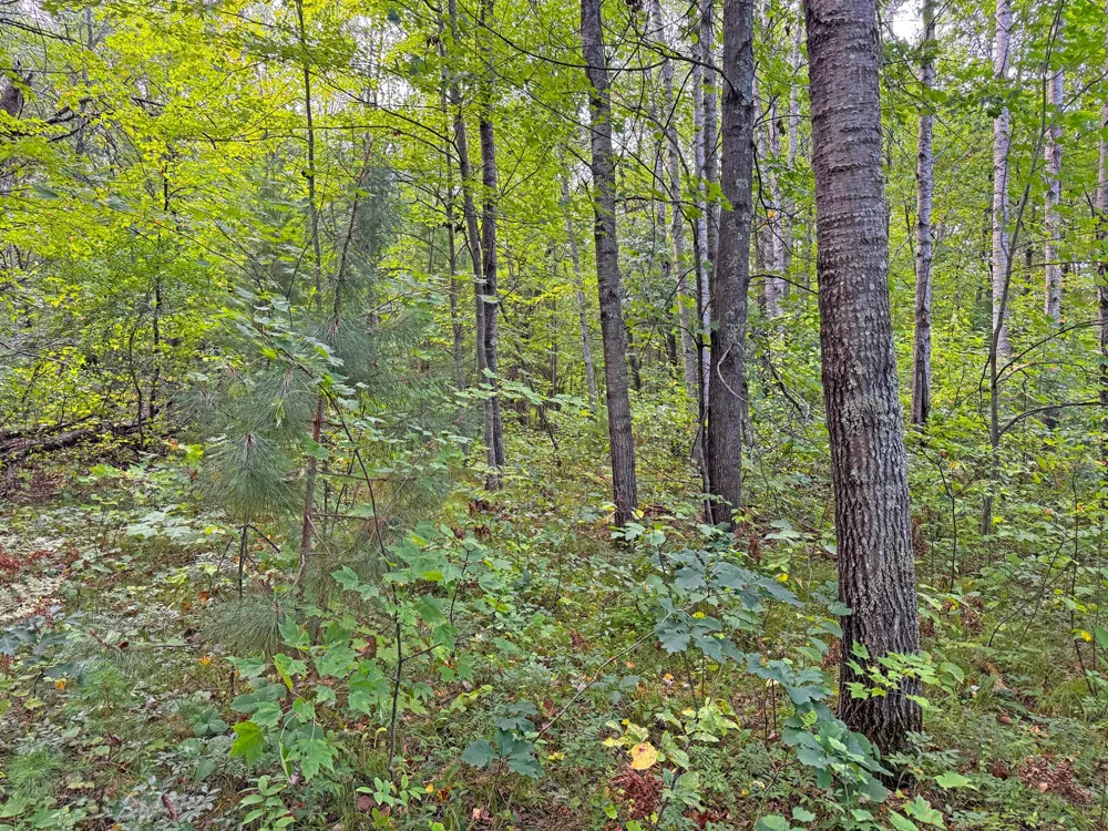 24771 Swede Road Webster, WI 54893