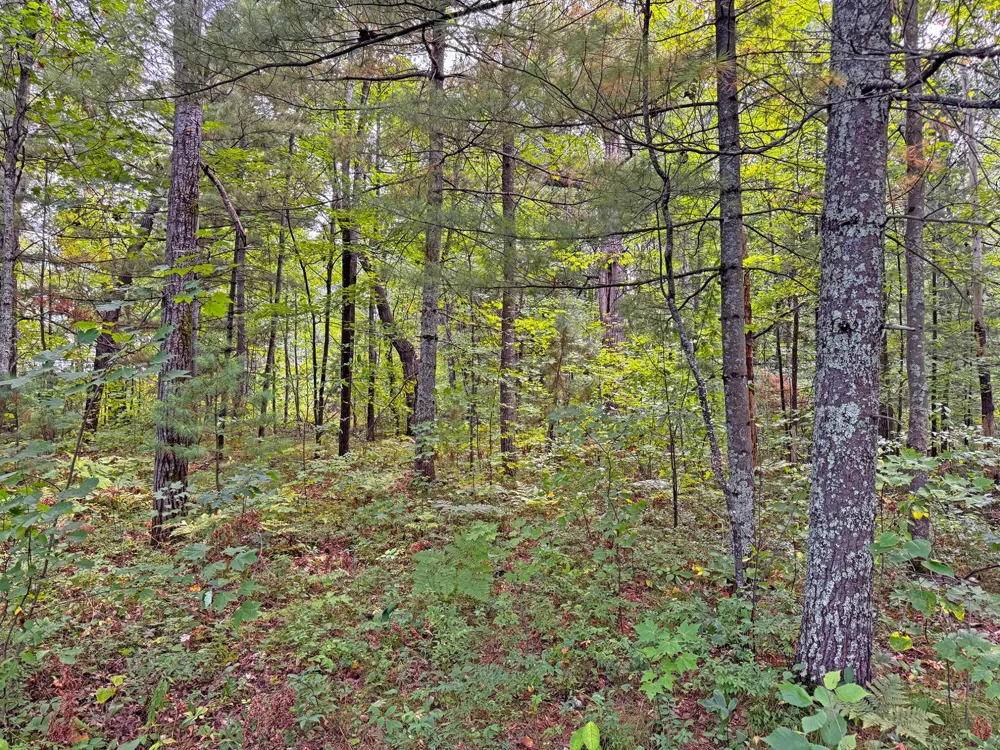24771 Swede Road Webster, WI 54893