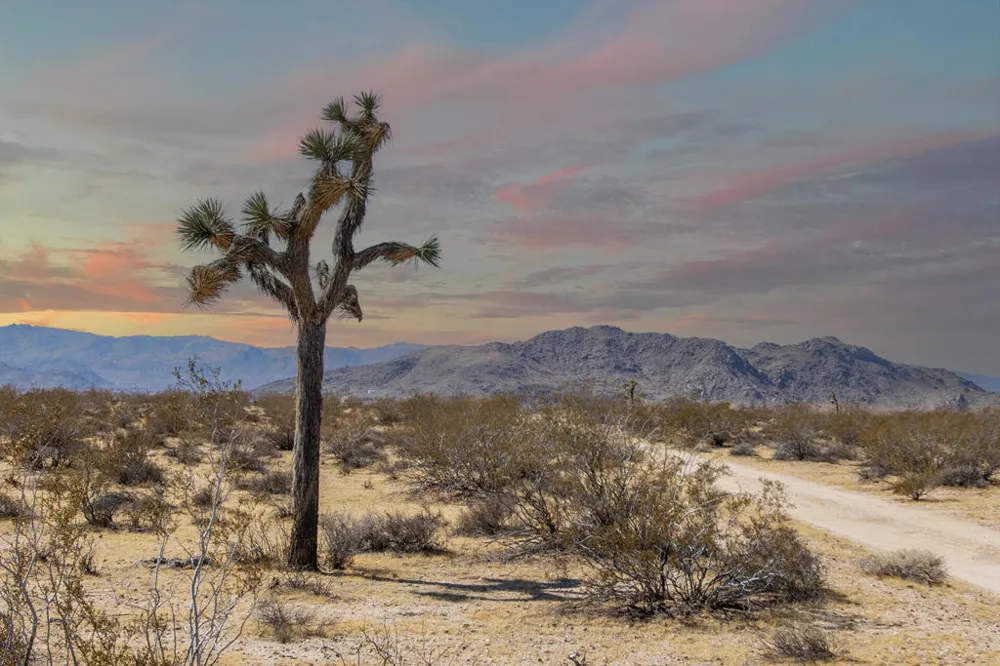 61231 Moonlight Mesa Street Joshua Tree, CA 92252