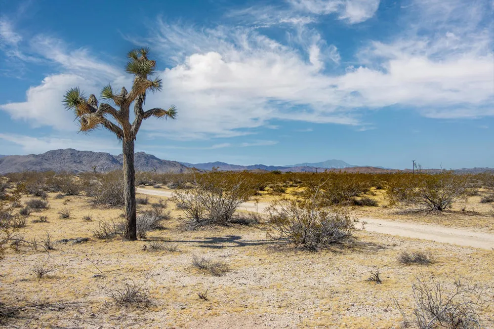 61231 Moonlight Mesa Street Joshua Tree, CA 92252