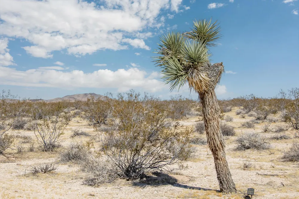 61231 Moonlight Mesa Street Joshua Tree, CA 92252