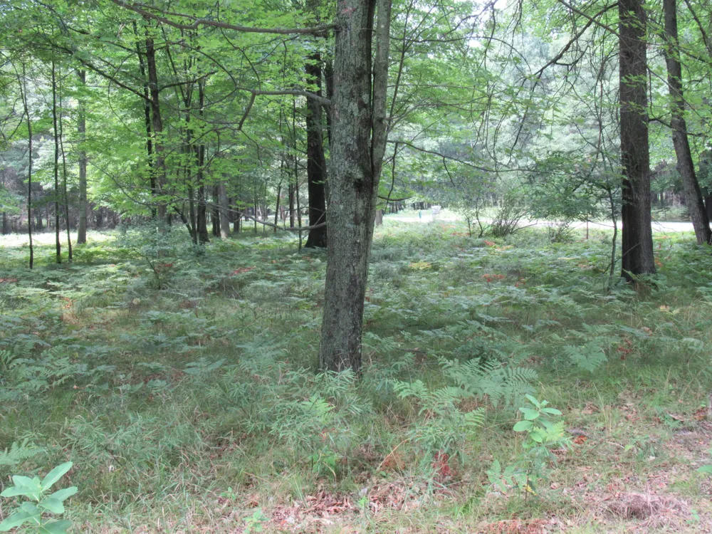 6869 Dunhill Drive Stanwood, MI 49346