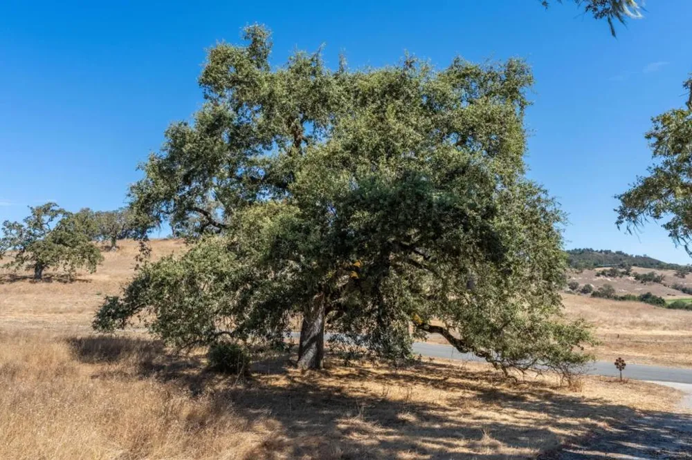 2 Arroyo Sequoia Carmel, CA 93923