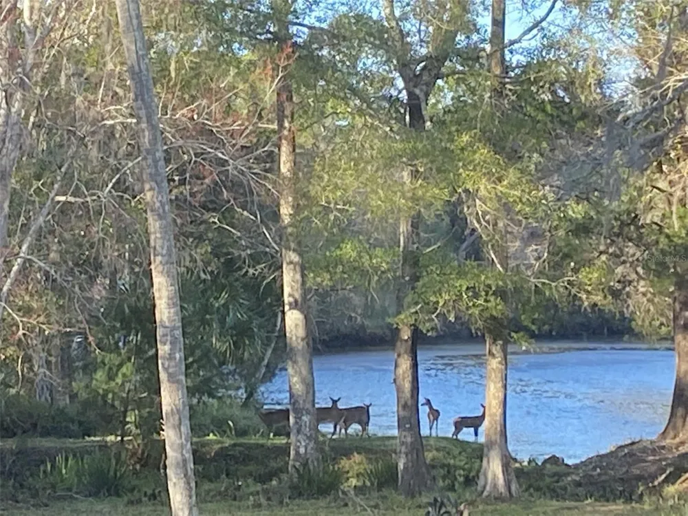 11772 RIVER SOUND PATH Inglis, FL 34449