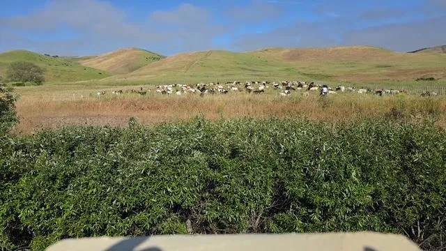 22305 Davenrich Street Salinas, CA 93908