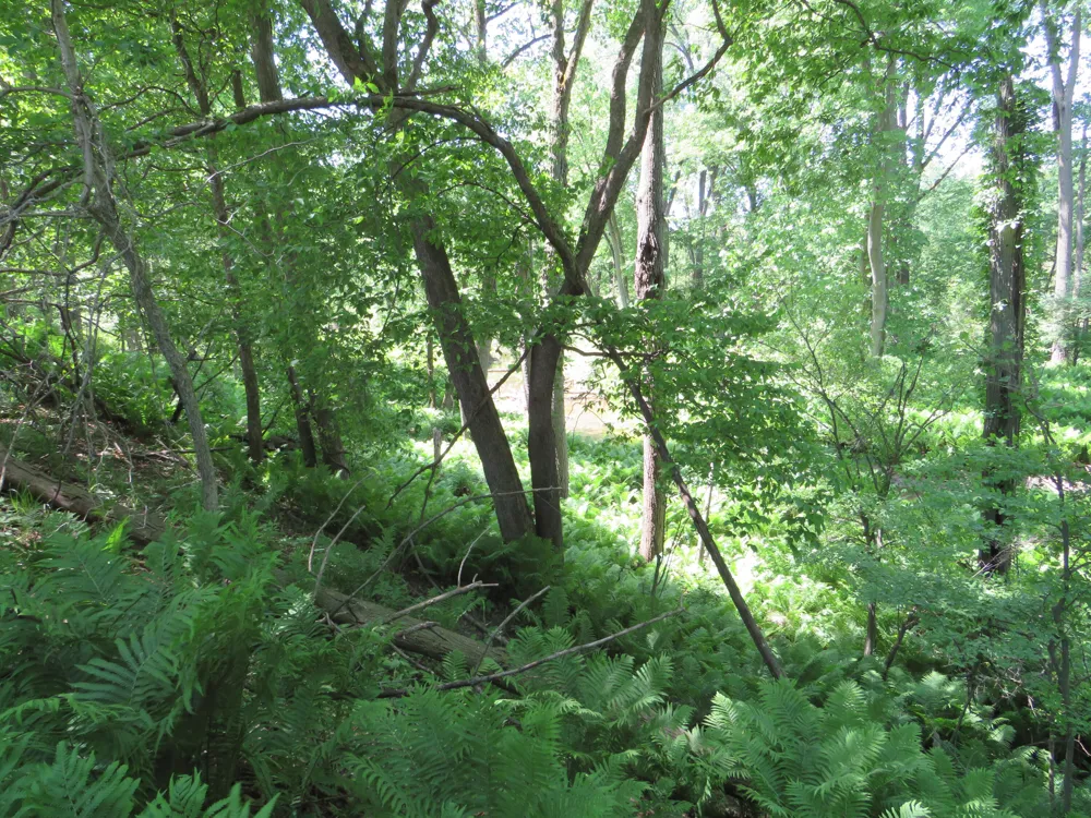 VL Rescue Road Owendale, MI 48754