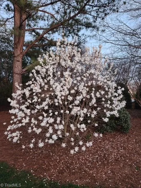 8390 Grove Creek Drive Lewisville, NC 27023