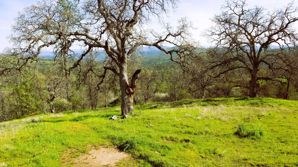 222 Big River Way Coarsegold, CA 93614