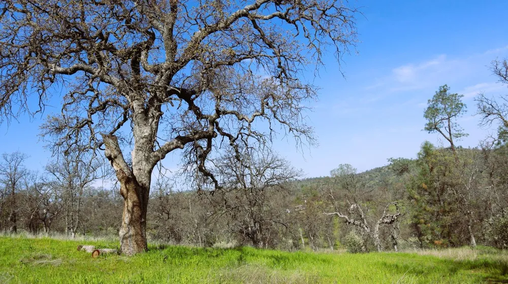 222 Big River Way Coarsegold, CA 93614