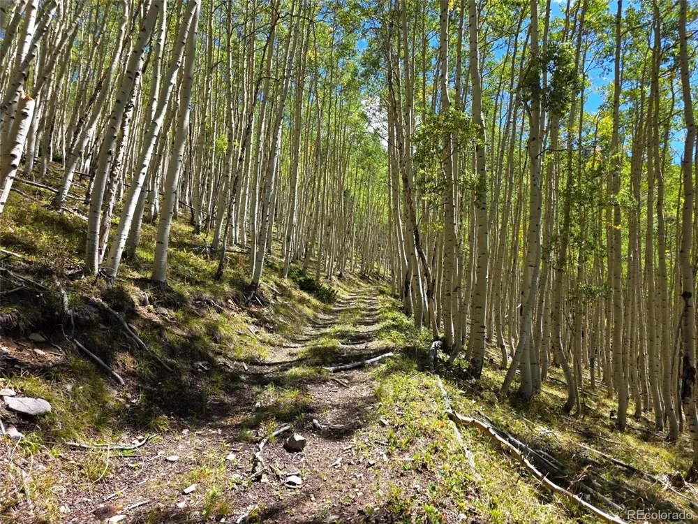 840 Forest Service Road 890 White Pine, CO 81248