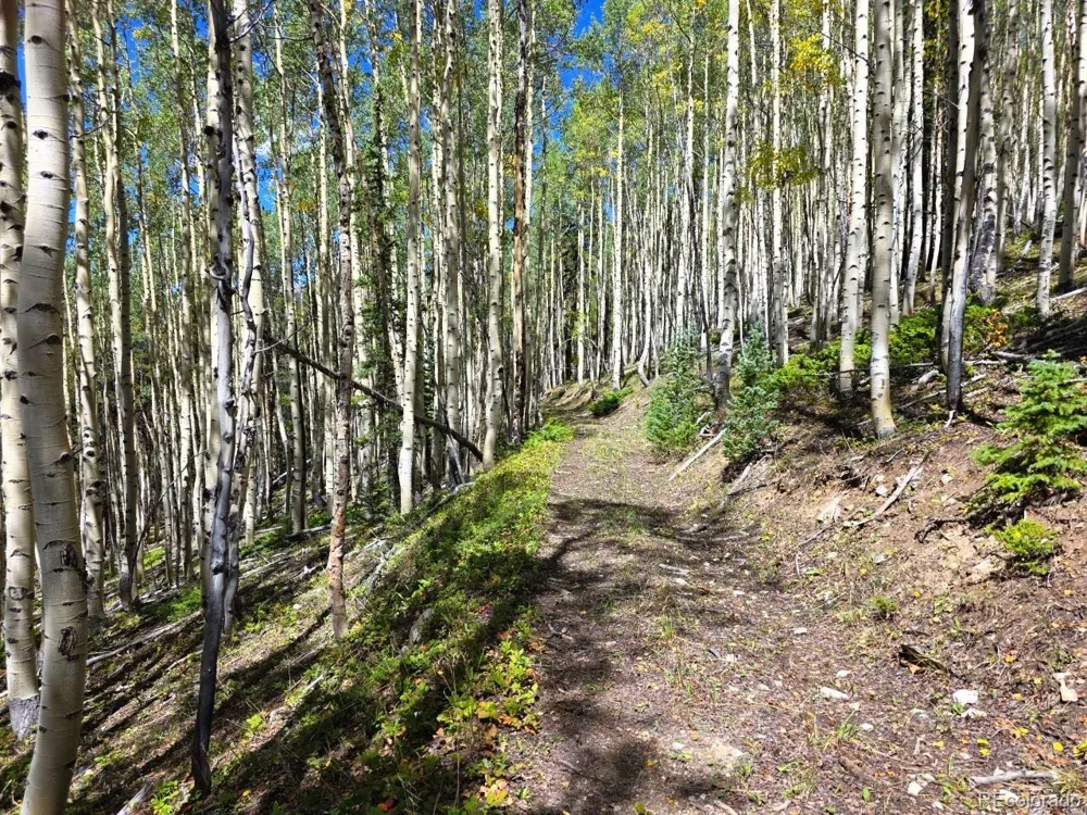 840 Forest Service Road 890 White Pine, CO 81248