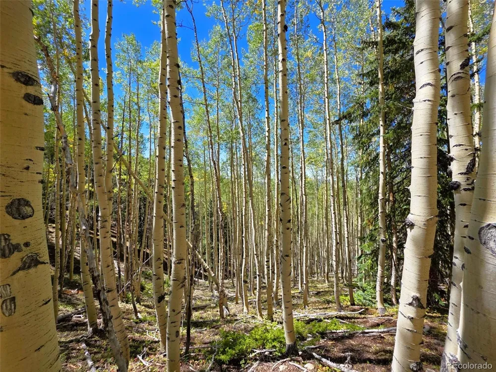 840 Forest Service Road 890 White Pine, CO 81248