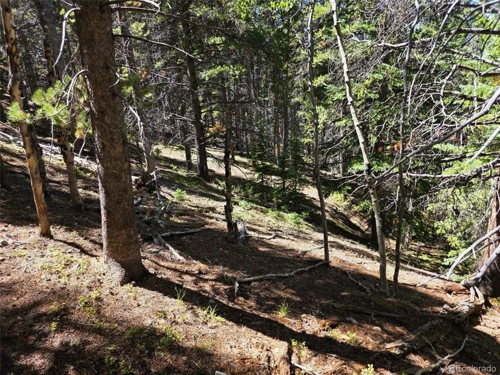 840 Forest Service Road 890 White Pine, CO 81248