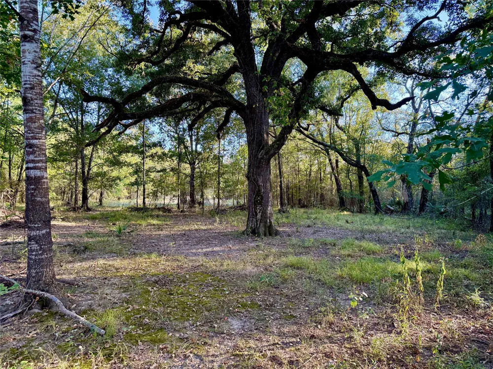County Road 4025 Lovelady, TX 75851