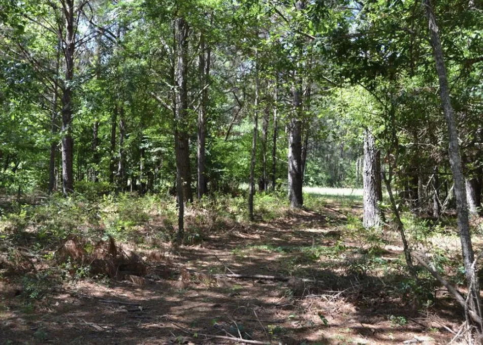 County Road 4025 Lovelady, TX 75851