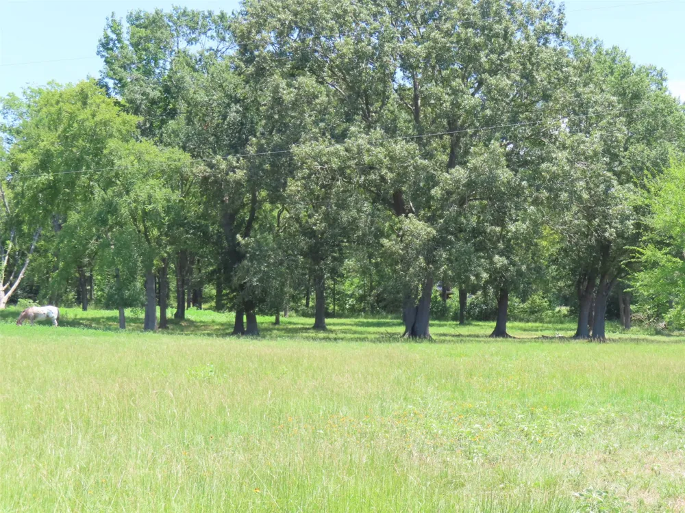 2099 County Road 3420 Leesburg, TX 75451