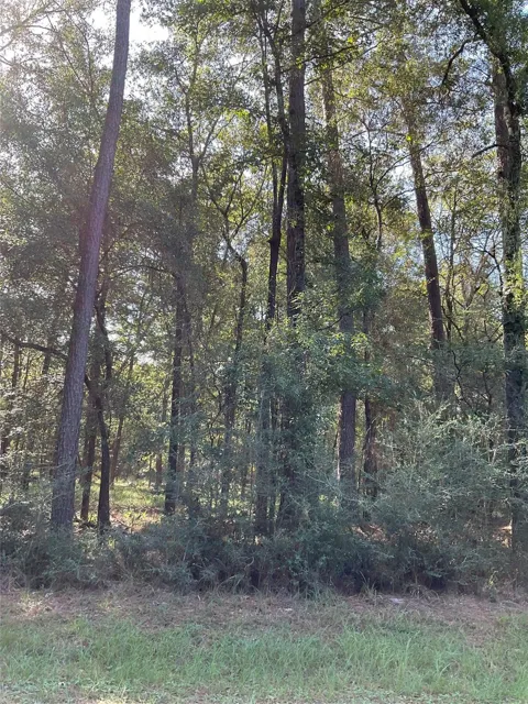 7 Cedar Springs