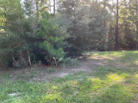 13 Cedar Springs
