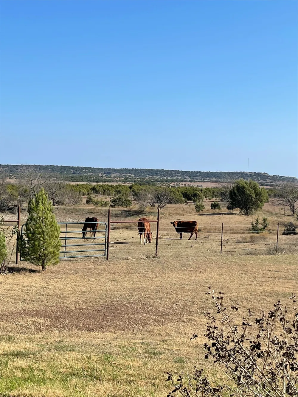 2473 CR 199 Iredell, TX 76649