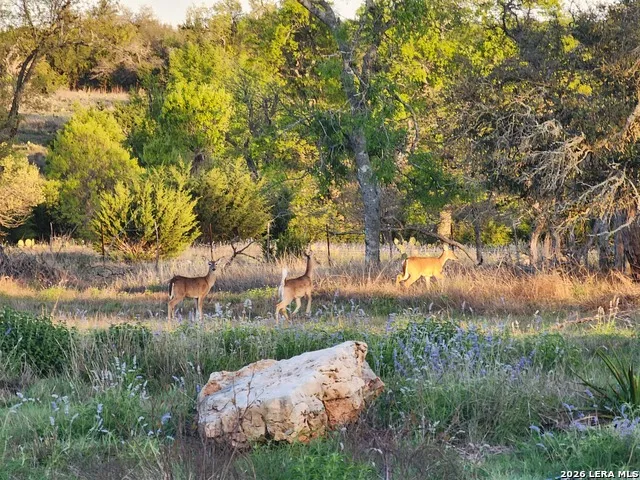 7991 Ranch Road 965 Fredericksburg, TX 78624