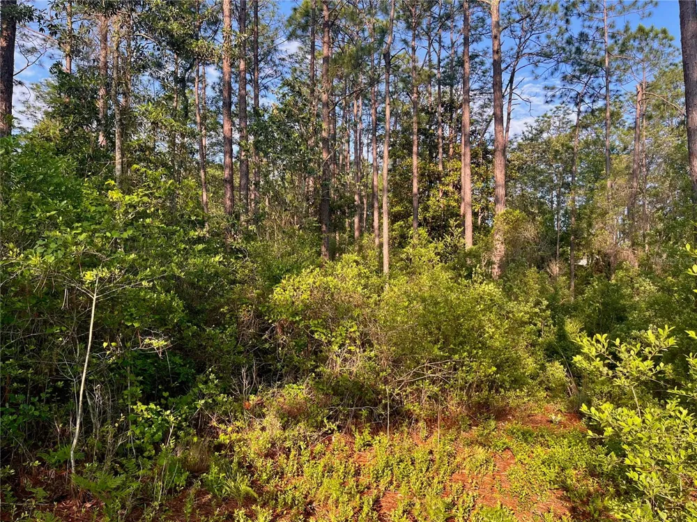 PINETREE LANE Defuniak Springs, FL 32433