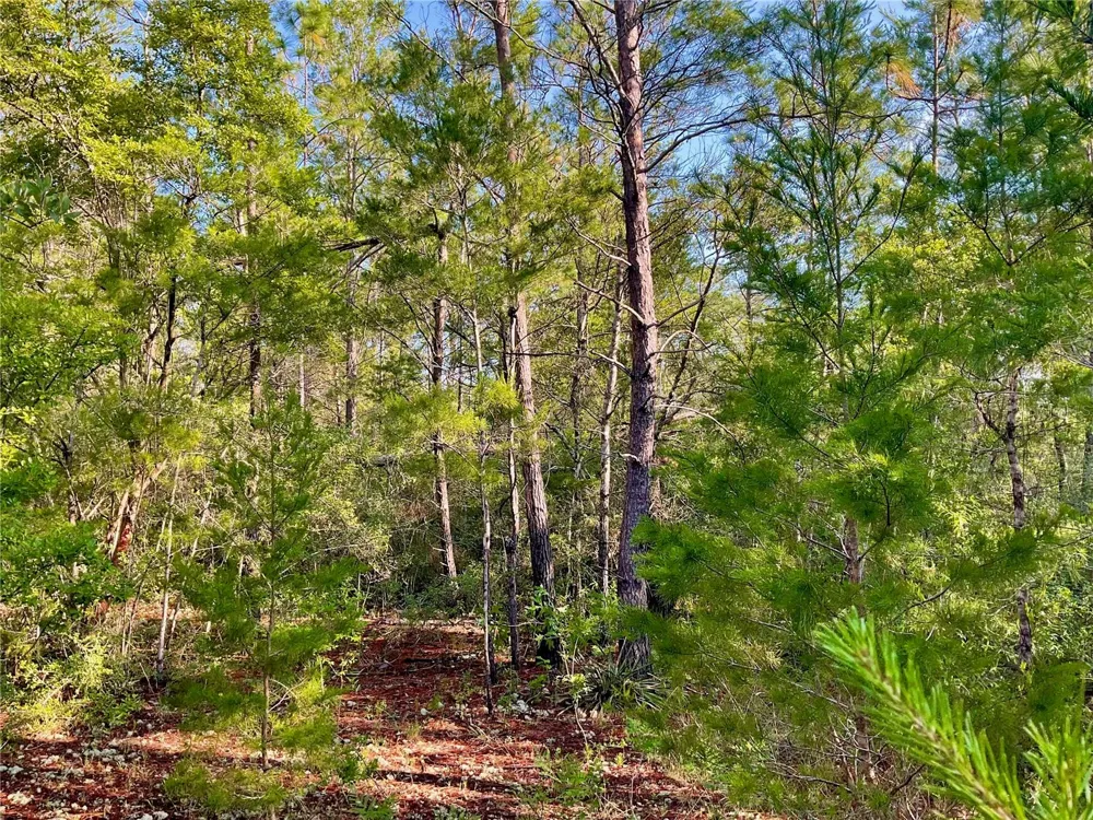 PINETREE LANE Defuniak Springs, FL 32433