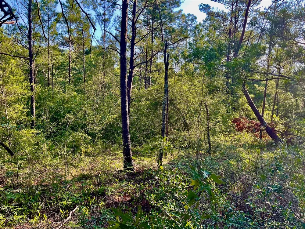 PINETREE LANE Defuniak Springs, FL 32433