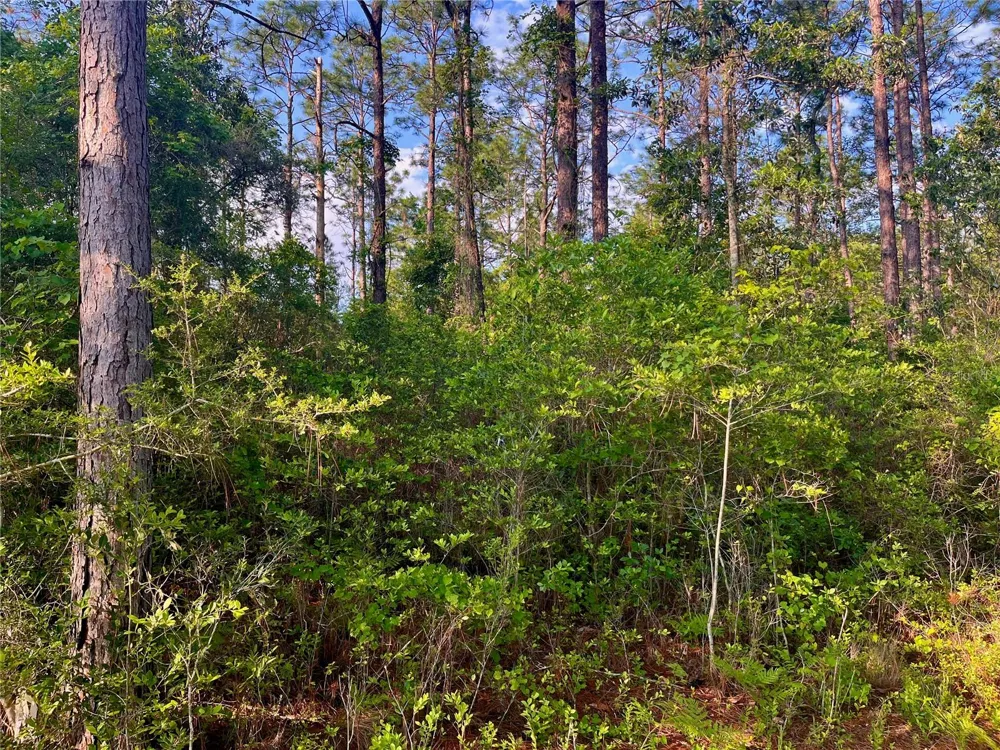 PINETREE LANE Defuniak Springs, FL 32433