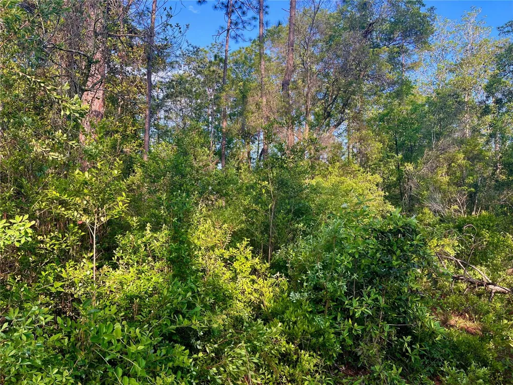 PINETREE LANE Defuniak Springs, FL 32433